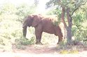 2005-03-29-Oggie's_Camp,_Pilanesberg